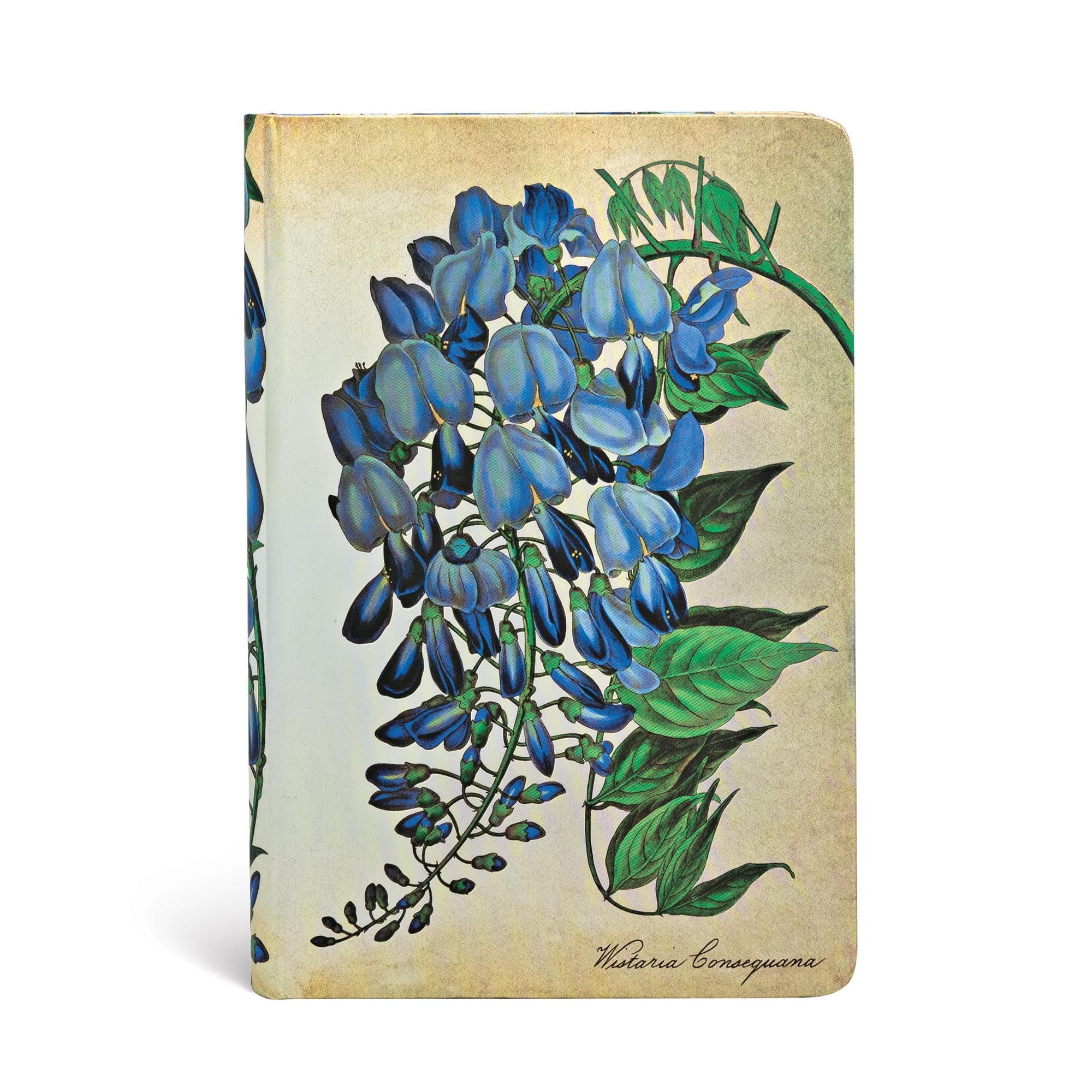 Hardcover Journals, Blooming Wisteria, Unlined (Painted Botanicals)