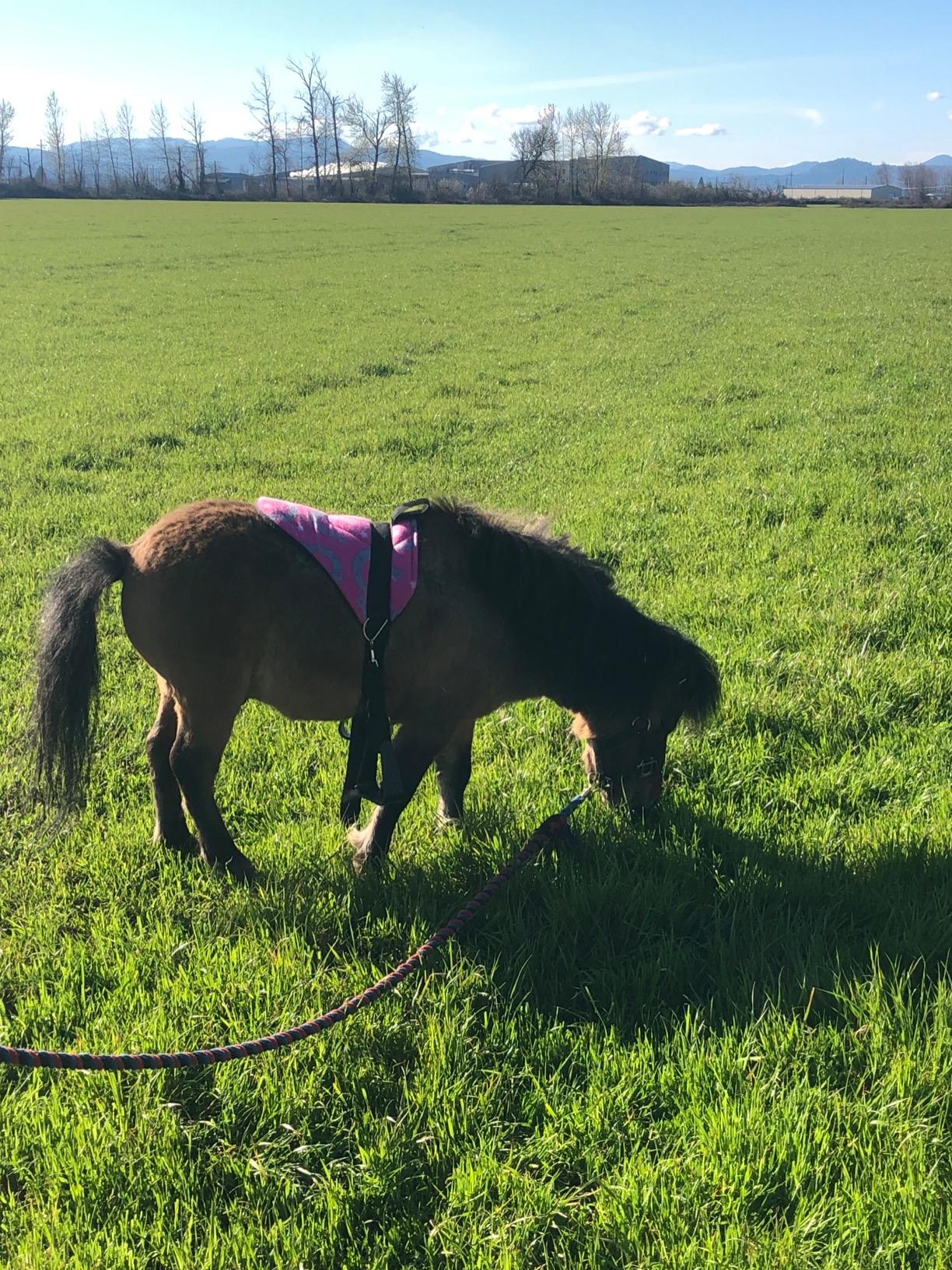 Miniature Horse Bareback Pad Saddle With Stirrups - Kids Size, Horse Shoe Print, 15" Length, Includes 45" Cinch