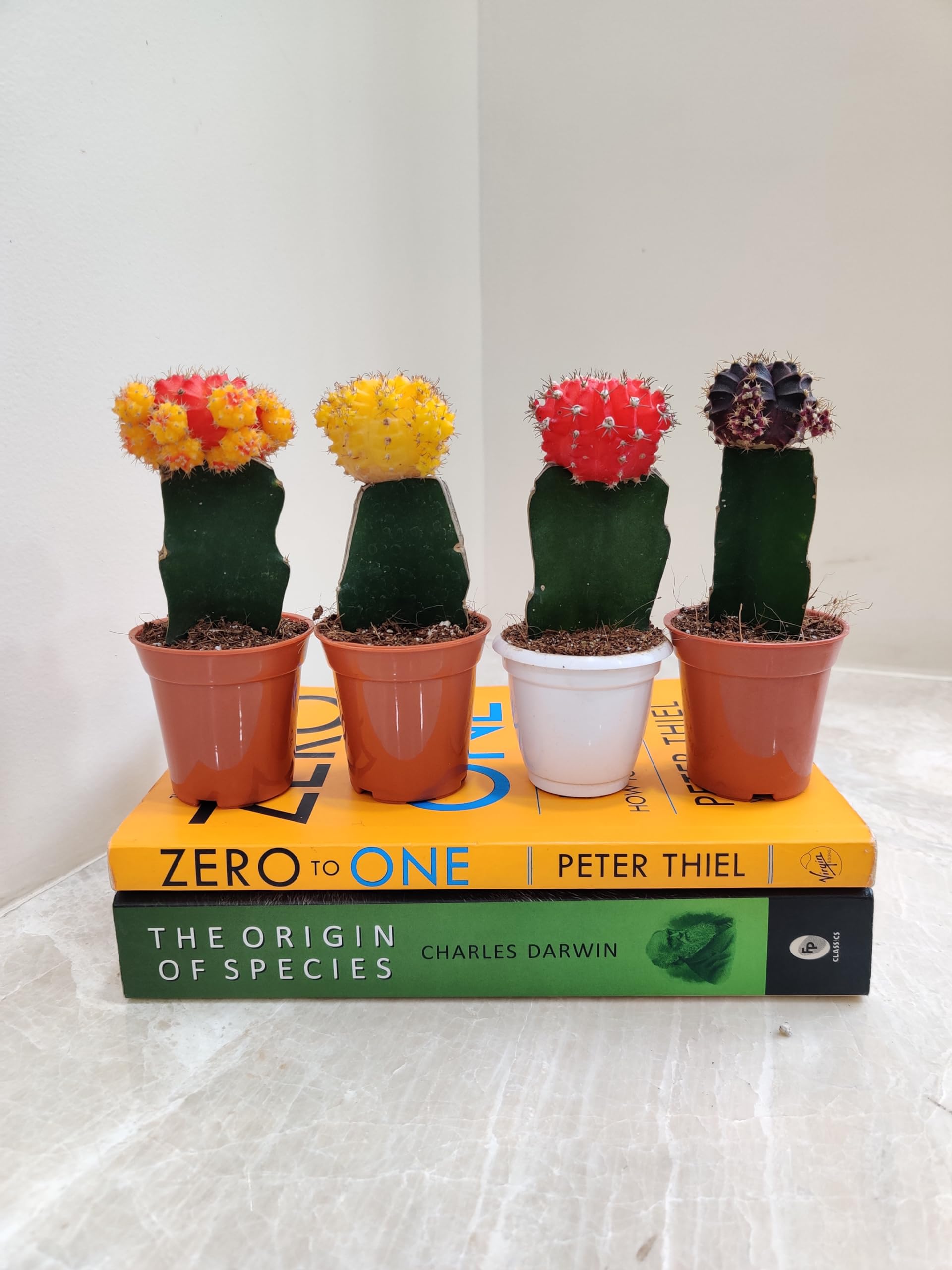 CAPPL Moon 4 Cactus (Small, Multicolor) (B079GQJ6R3) Amazon Price History, Amazon Price Tracker