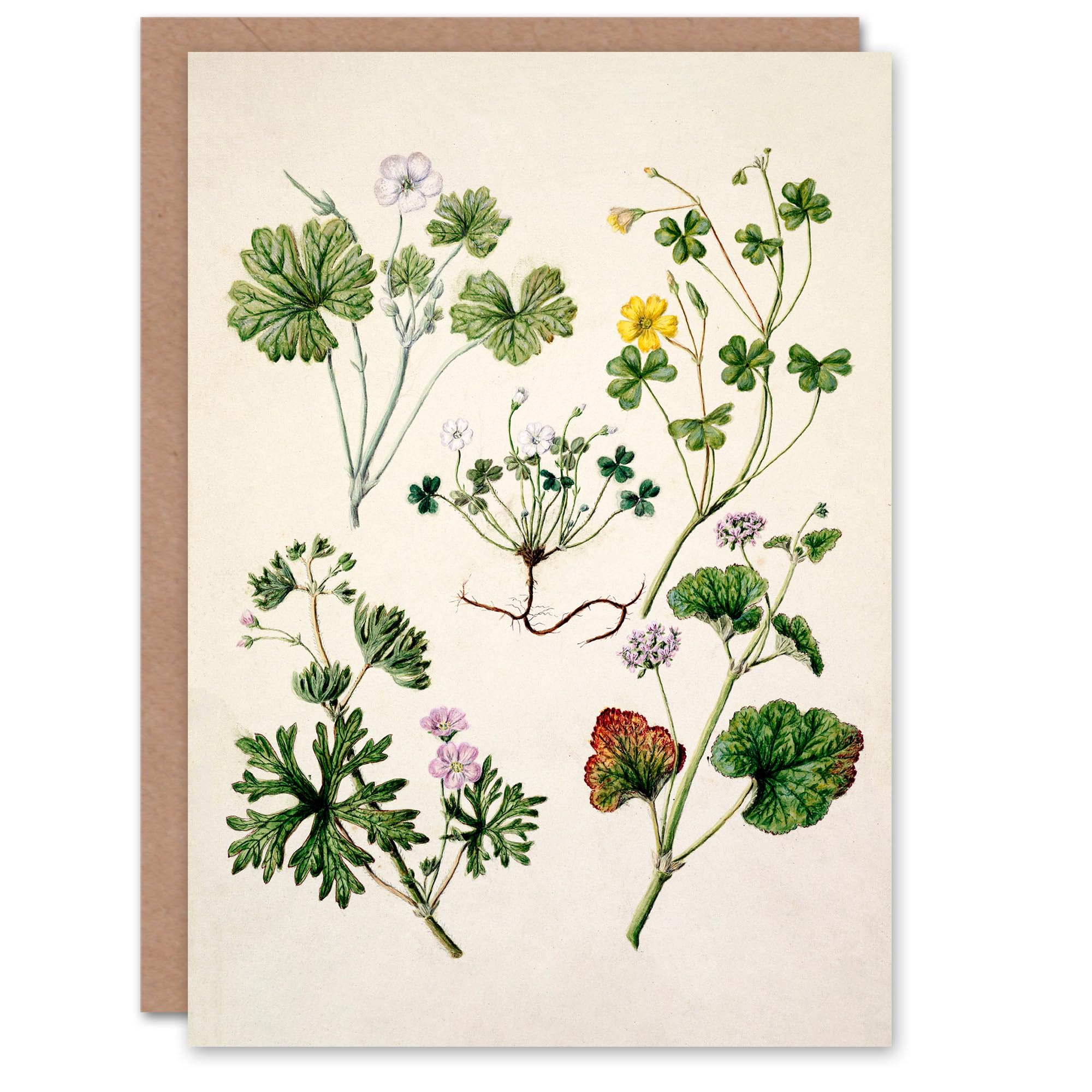 Artery8 Sarah Featon Art Card Vintage New Zealand Wildflower Illustration