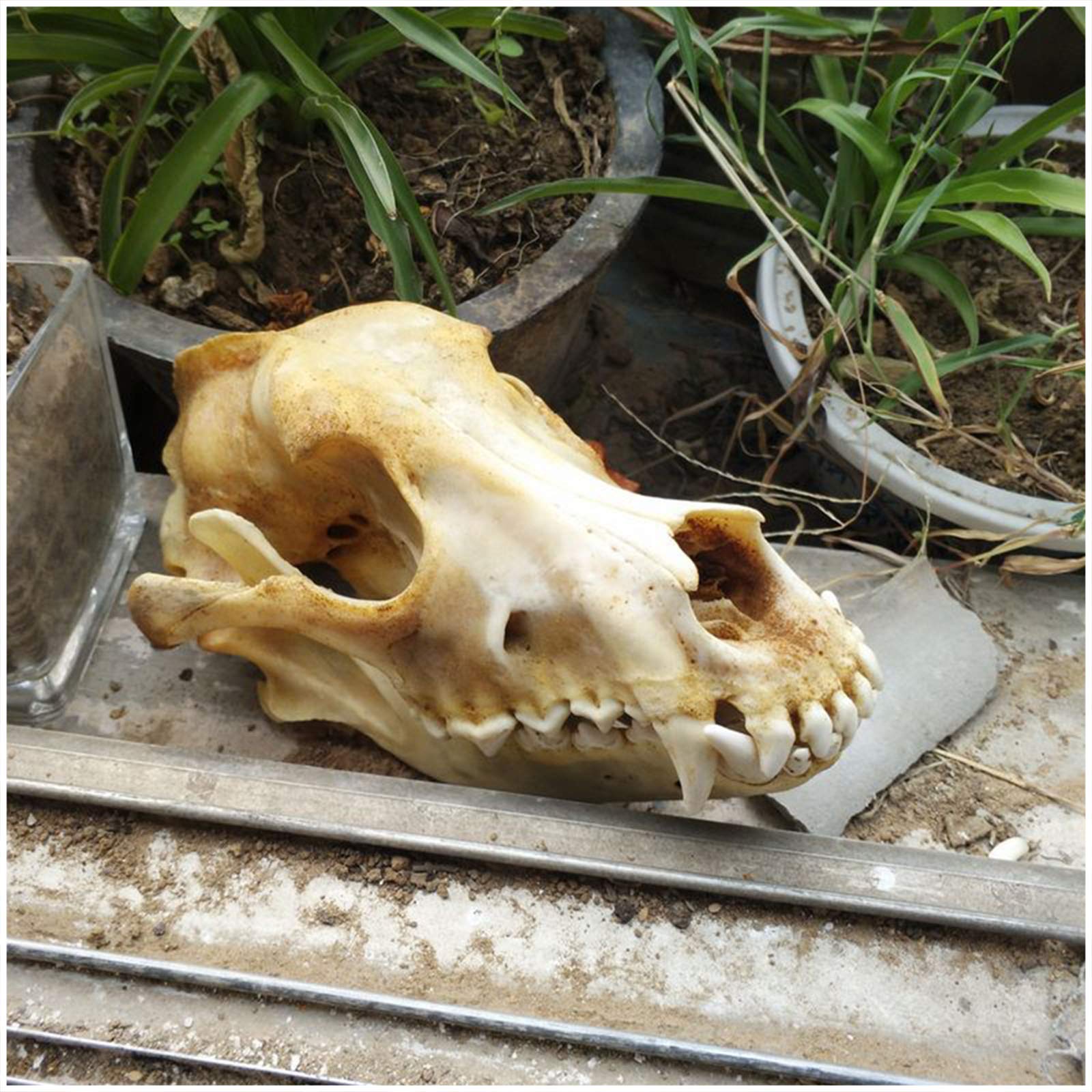 Crâne de chien véritable – Taille réelle – Taxidermie, fournitures d'art, vétérinaires, médicaments, bureau, bar, décoration