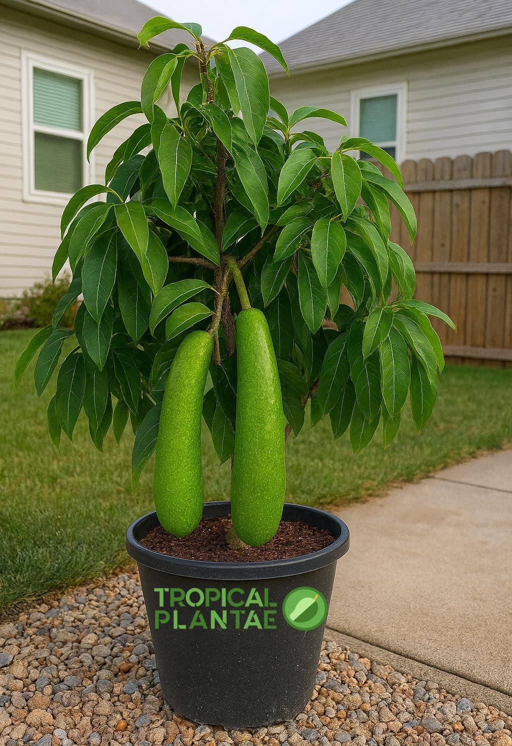 Long Neck Avocado Tree