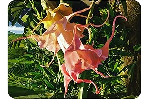 DALENS Amour Brugmansia Angels Trumpet Tropical Live Plant