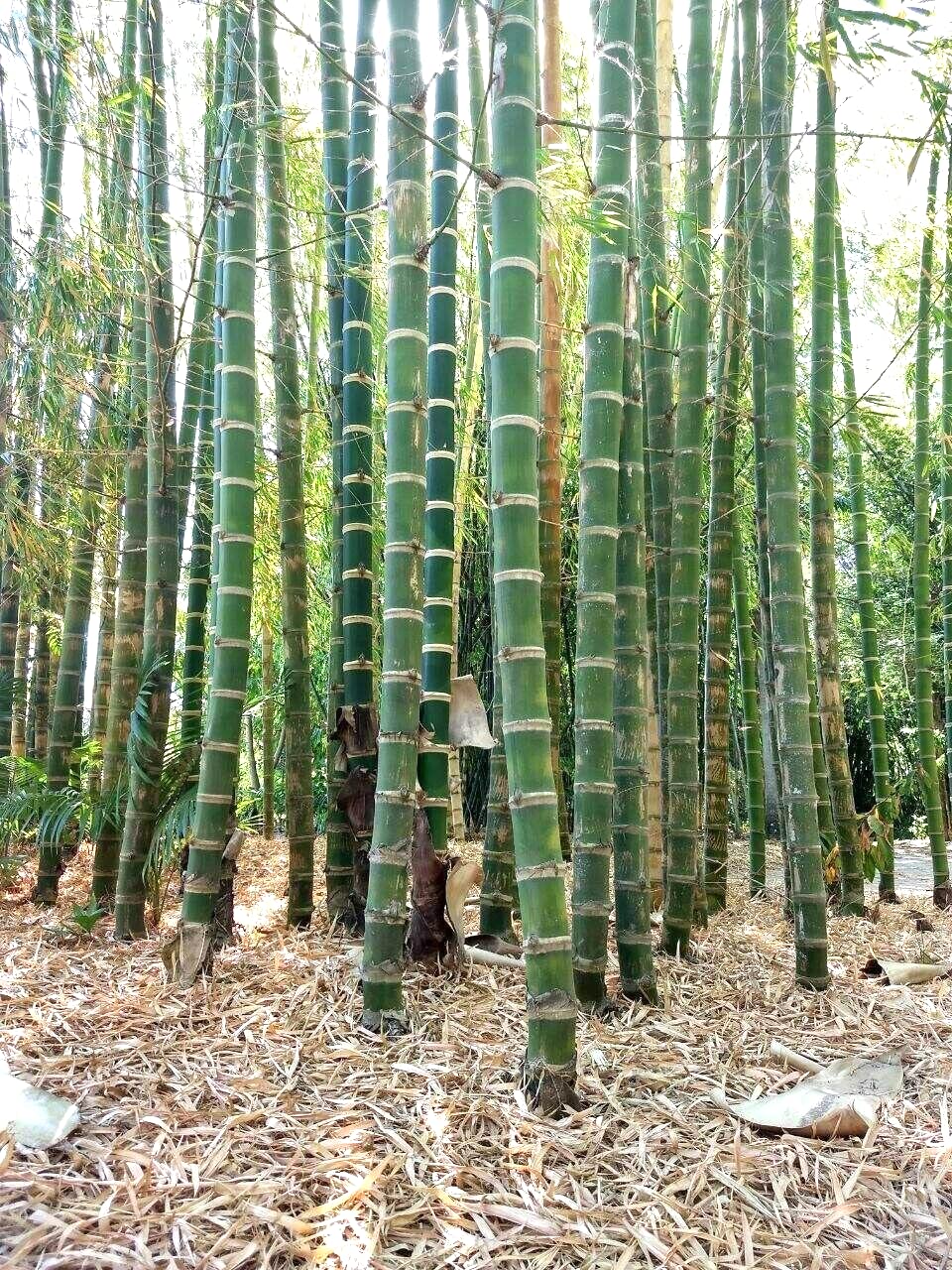 Rare Hybrid Bamboo " Giant " Exotic 40 Tree Seeds for Growing