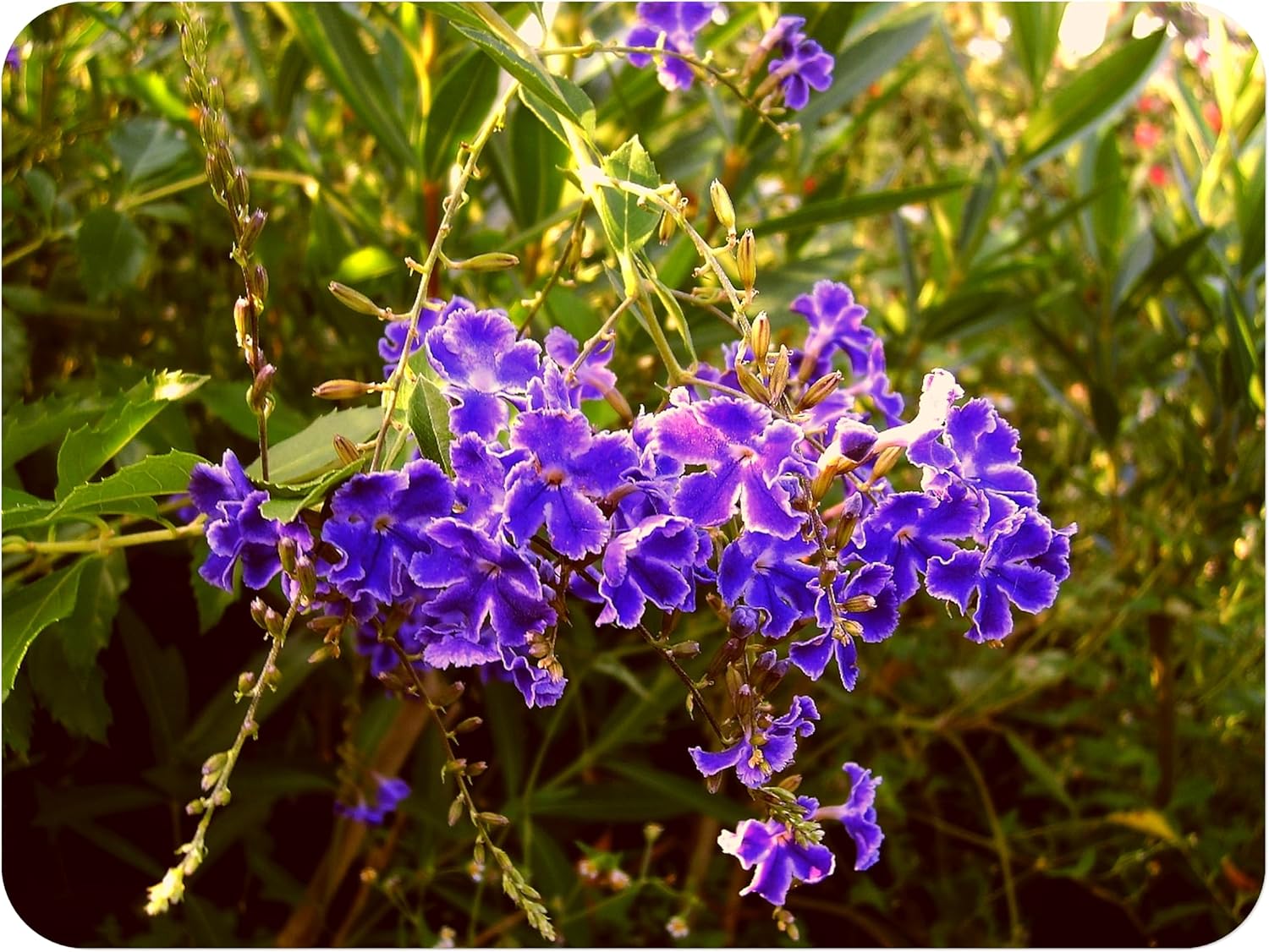 Sapphire Showers Sky Flower - Duranta repens - Live Plant - Pigeon Berry Golden Dew Drop - Purple Flower - Emerald Goddess Gardens - Starter Sz 4 Inch Pot