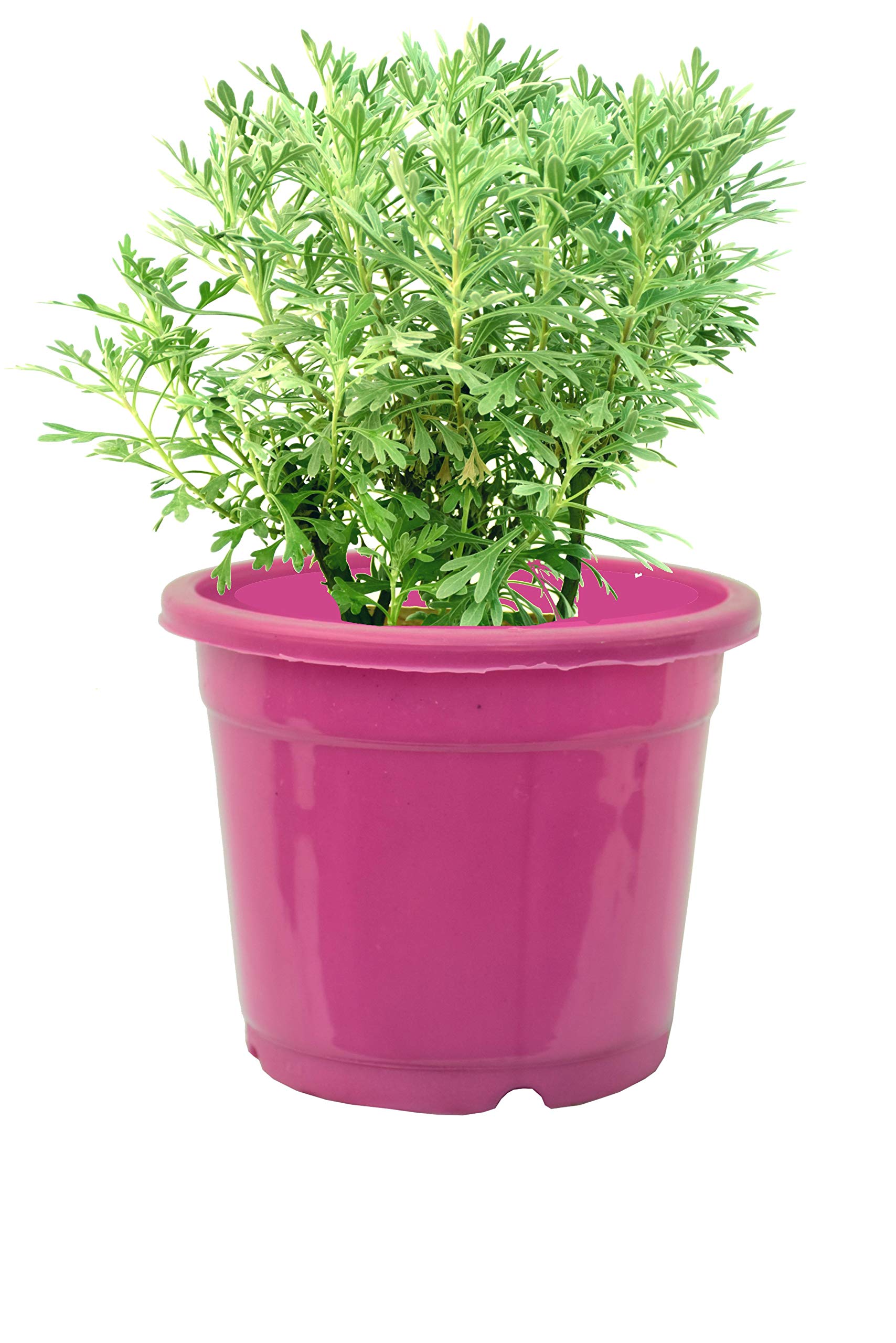 See full amazon price history chart for A S enterprize Artemisia absinthium Table live Natural Plant (Pot Included) A S enterprize Artemisia absinthium Table live Natural Plant (Pot Included) (B091V5GG2C) Amazon Price History, Amazon Price Tracker
