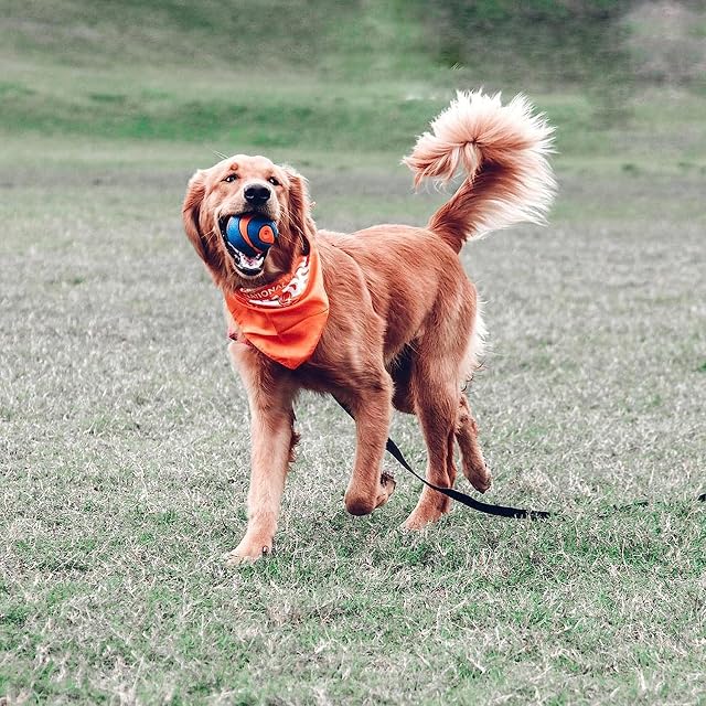Foto 2 de 8 de Chuckit! 52069 Ultra Squeaker Ball, 1 Pelota para Perros Compatible con el Lanzador, L