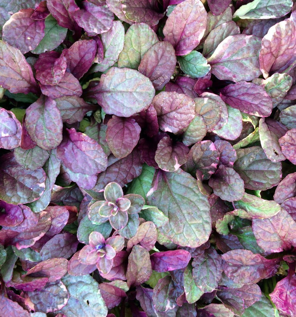 Burgundy Glow Ajuga 48 Plants - Carpet Bugle - Very Hardy -1 3/4" Pots