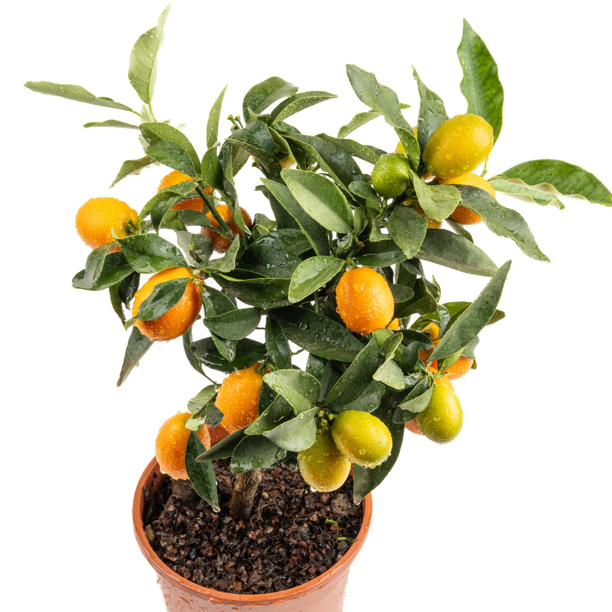 Meine Orangerie Mini-Zitruspflanze im Ø15 cm Topf – Calamondin, Kumquat, Chinotto, Zitrone u.v.m. – Höhe inkl. Topf ca. 40–50 cm – Mediterranes Flair für Balkon & Wohnung (Kumquat)