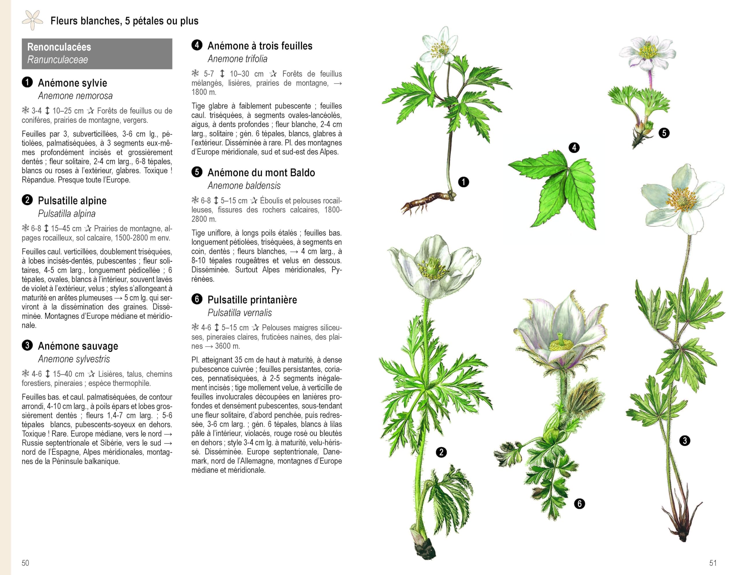 Les Plantes par la couleur: Fleurs, graminées, arbres et arbustes