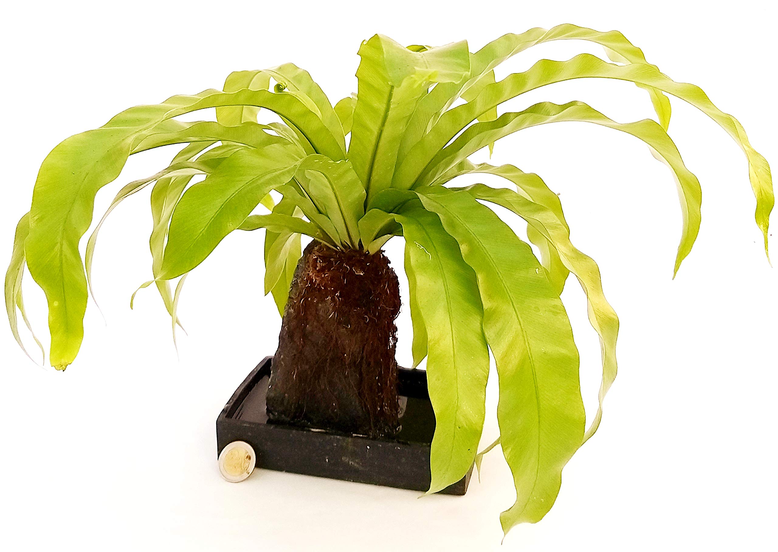 POWERS TO FLOWERS - FELCE BONSAI, ASPLENIUM IN IDROCULTURA, pianta vera