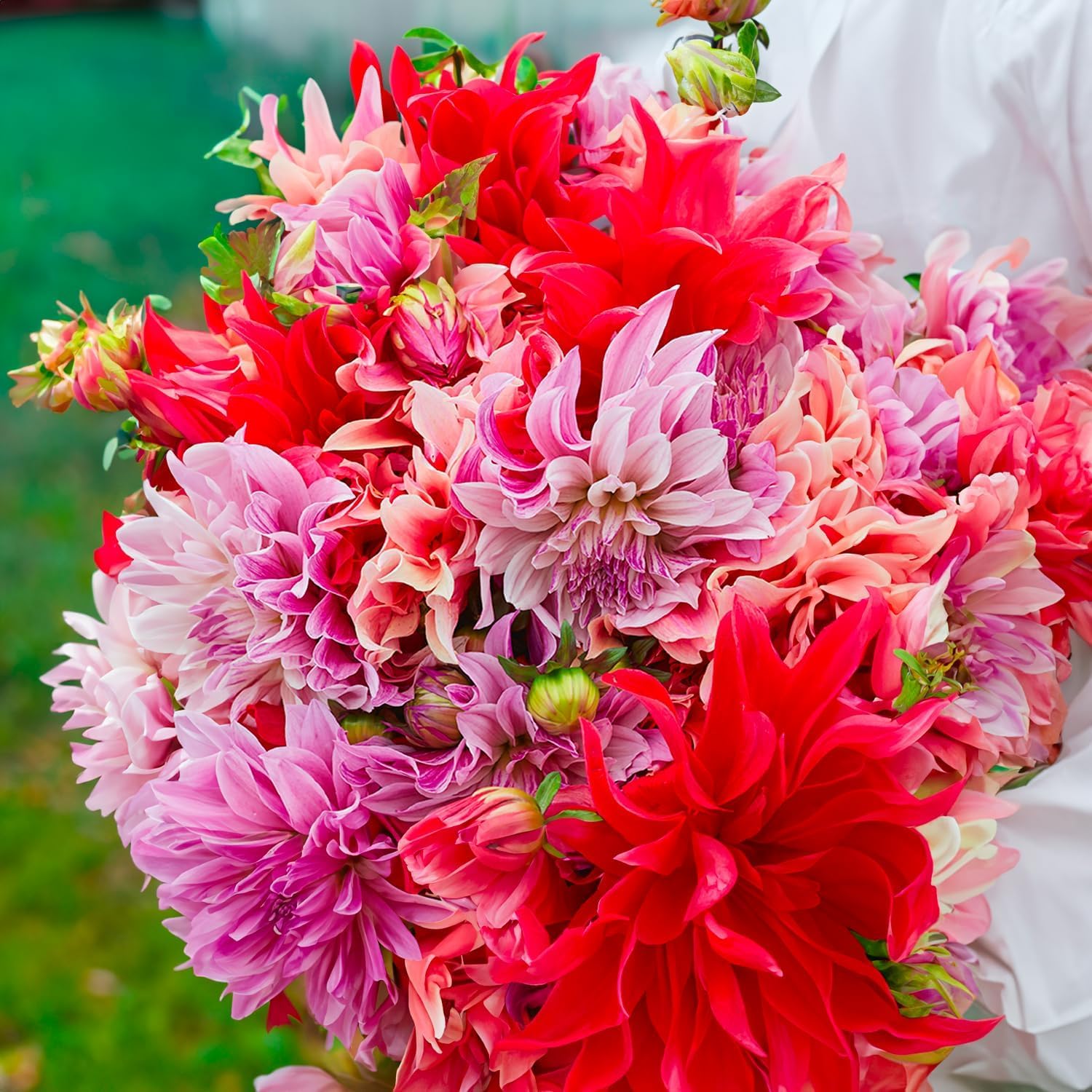 Bulbs (bulbous roots) DALIA | Bulbs from the best Dutch manufacturers | Selection and Quality Control | Guaranteed flowering. (3 Dahlia Collection Labyrinth Bouquet 100cm)