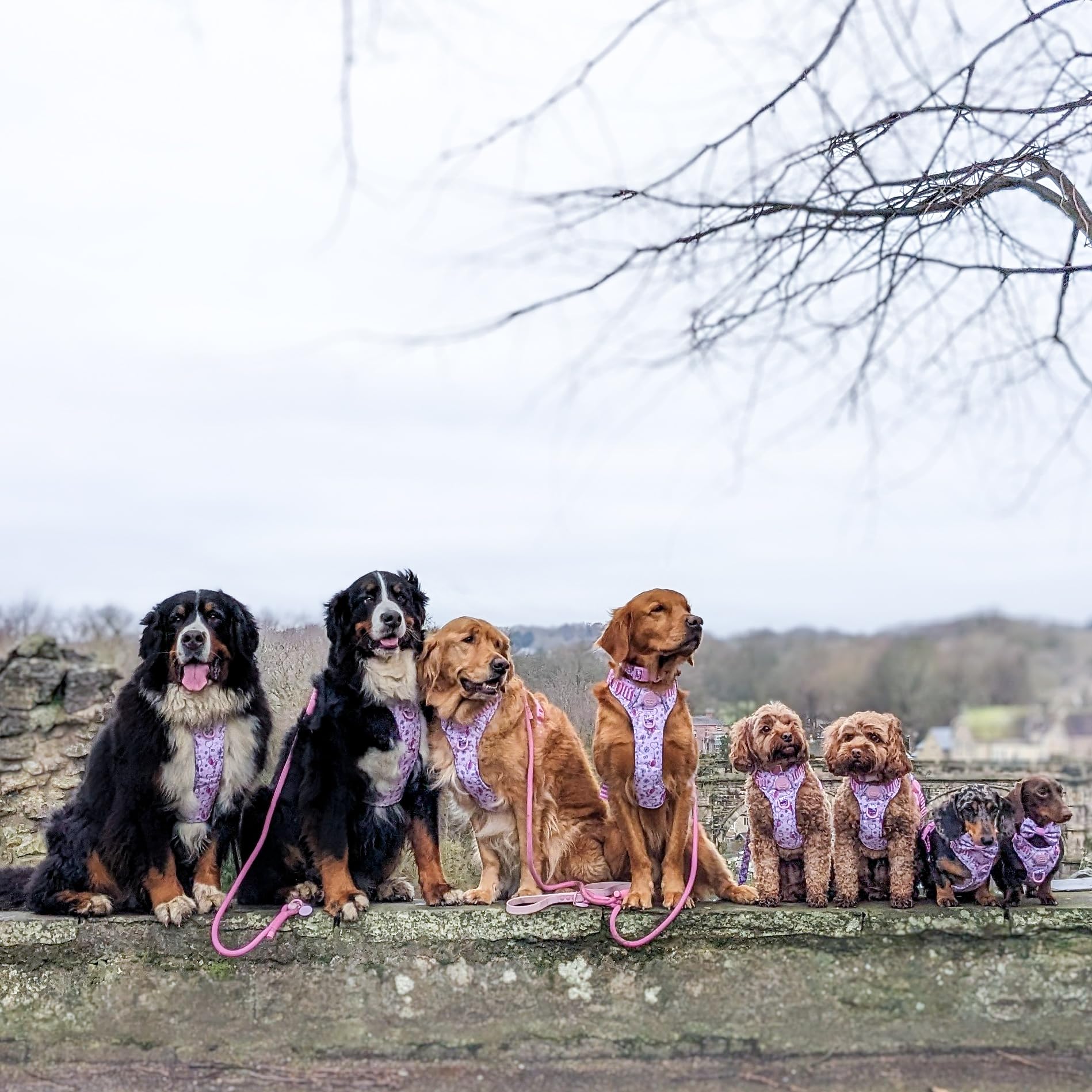 Pawsome Paws Boutique Ferkel Hundegeschirr, robust, verstellbar, Disney-Design, kein Ziehen, mit reflektierendem Rand und Stabiler Schnalle