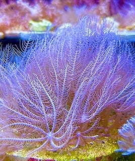 coralSLover Live Saltwater Coral Frag - Pink Waving Hand Anthelia