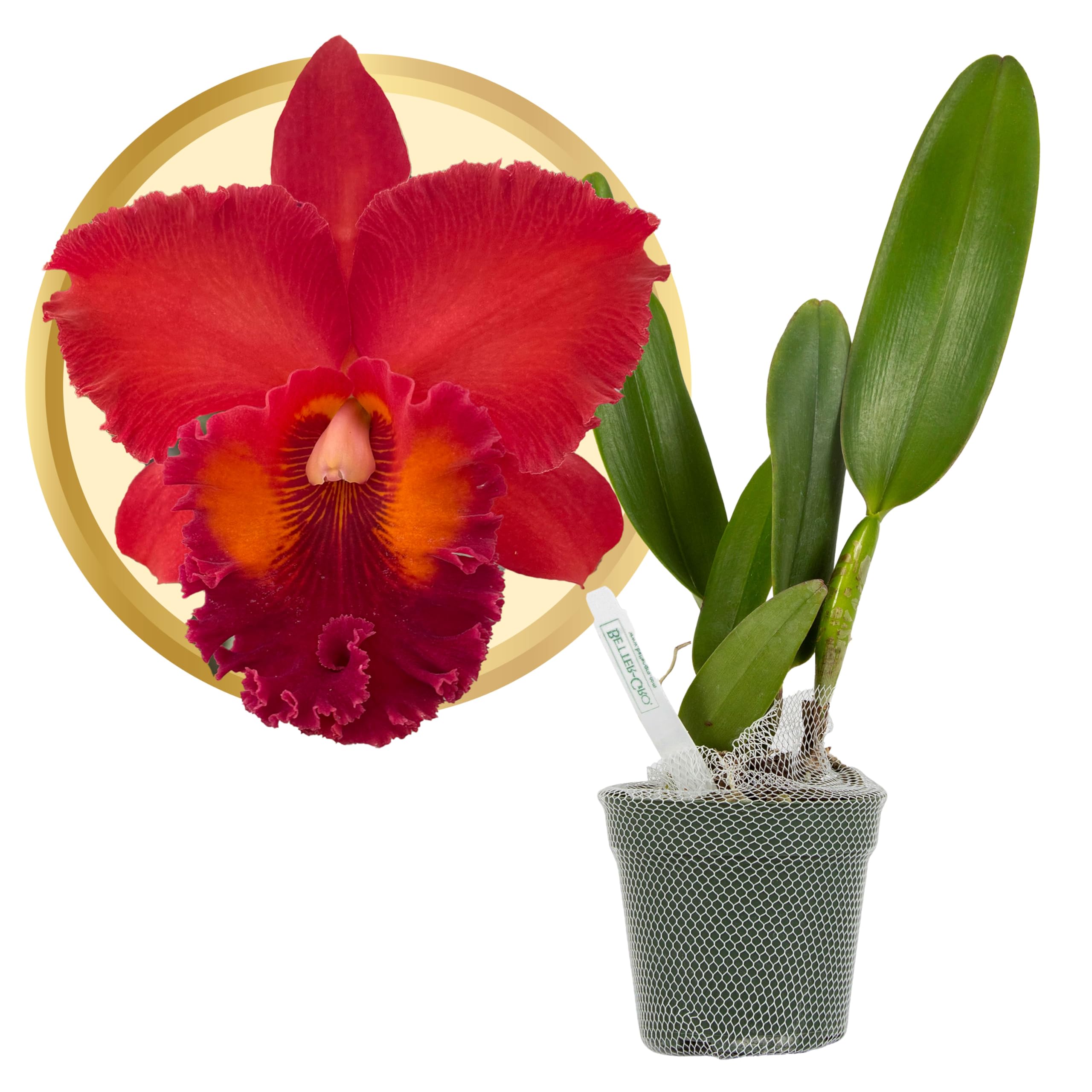 Better-Gro Cattleya Nakornchaisri Red