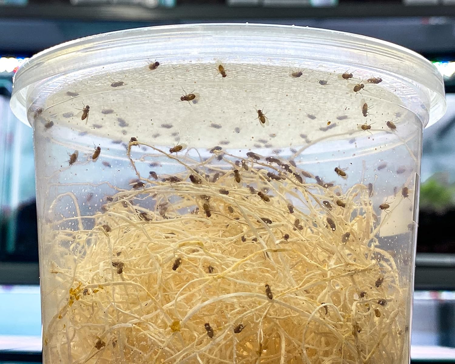 Creation Cultivated 32oz Fruit Fly Culture, Live Feeder Insects & Flightless Fruit Flies for Dart Frogs, Praying Mantis, Jumping Spider Food, Geckos & Lizards, (Golden Drosophila Hydei Flightless)