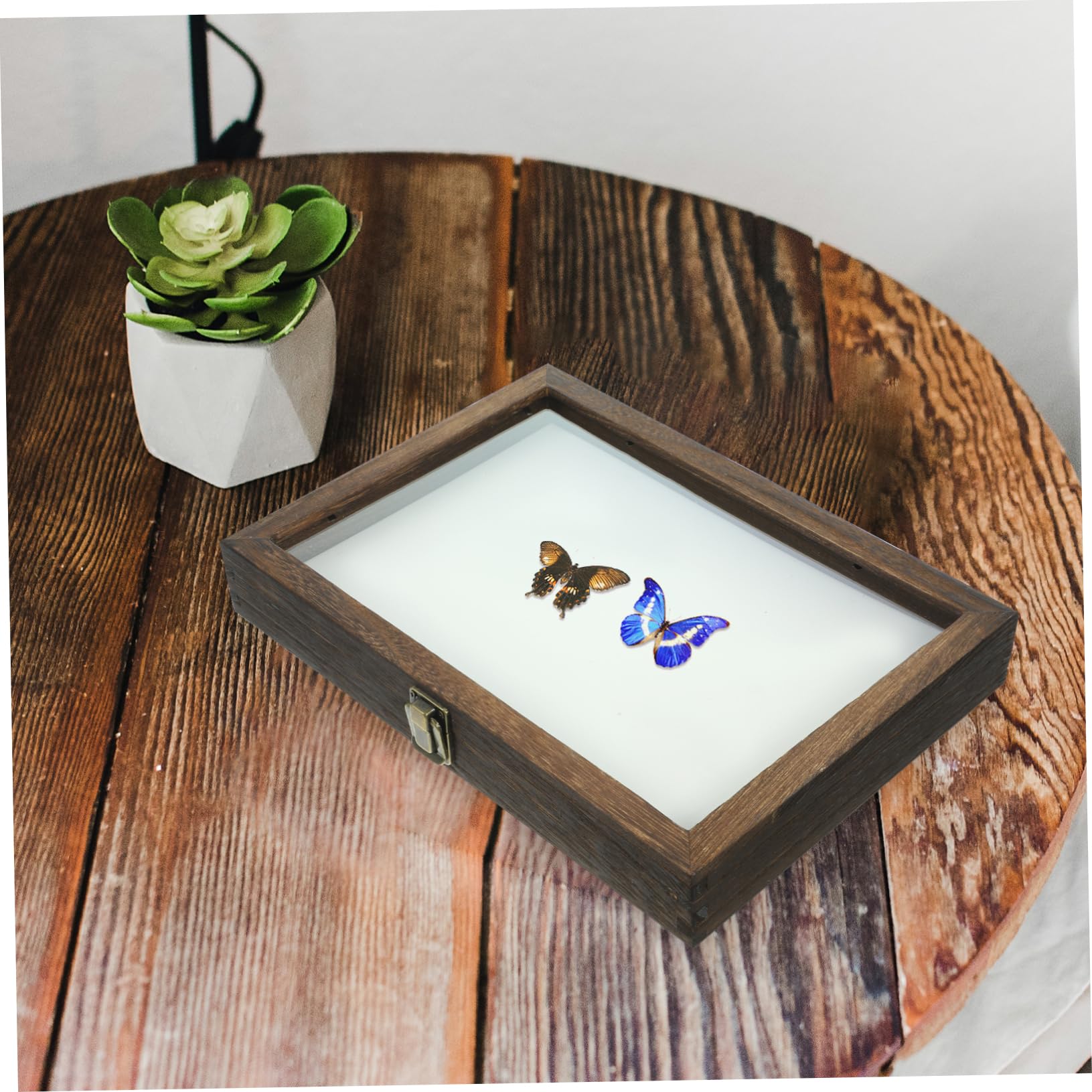 Garneck Scatola di Legno per Insetti con Coperchio Trasparente, Teca Entomologica per Farfalle, Protezione Dalla Polvere e Decorazione da Scrivania Stile Casuale