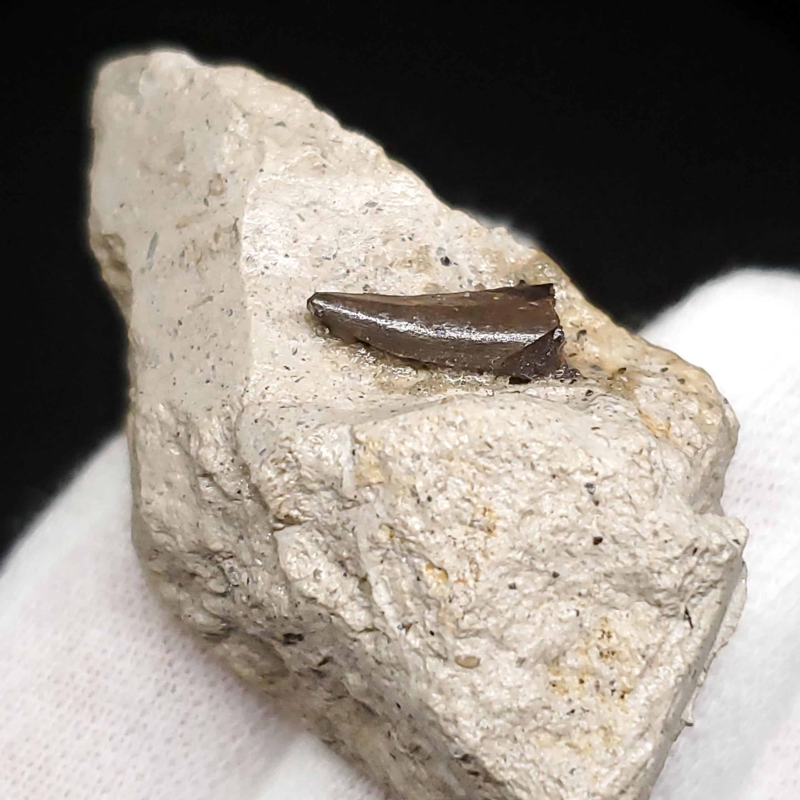 Amazon | 【化石専門店 LOLO】母岩付き ヌテテス 歯 本物 化石 恐竜