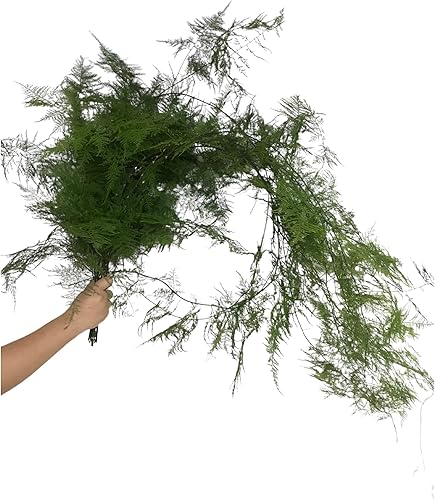 Miniatura 2 de 10 espárragos frescos cortados hojas verdes, arreglo floral hidropónico, regalos para decoración del hogar, cumpleaños, aniversarios, curación,