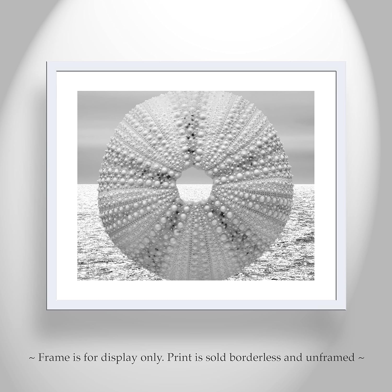 Sea Urchin Art Photograph in Black and White as Elegant Bathroom Picture