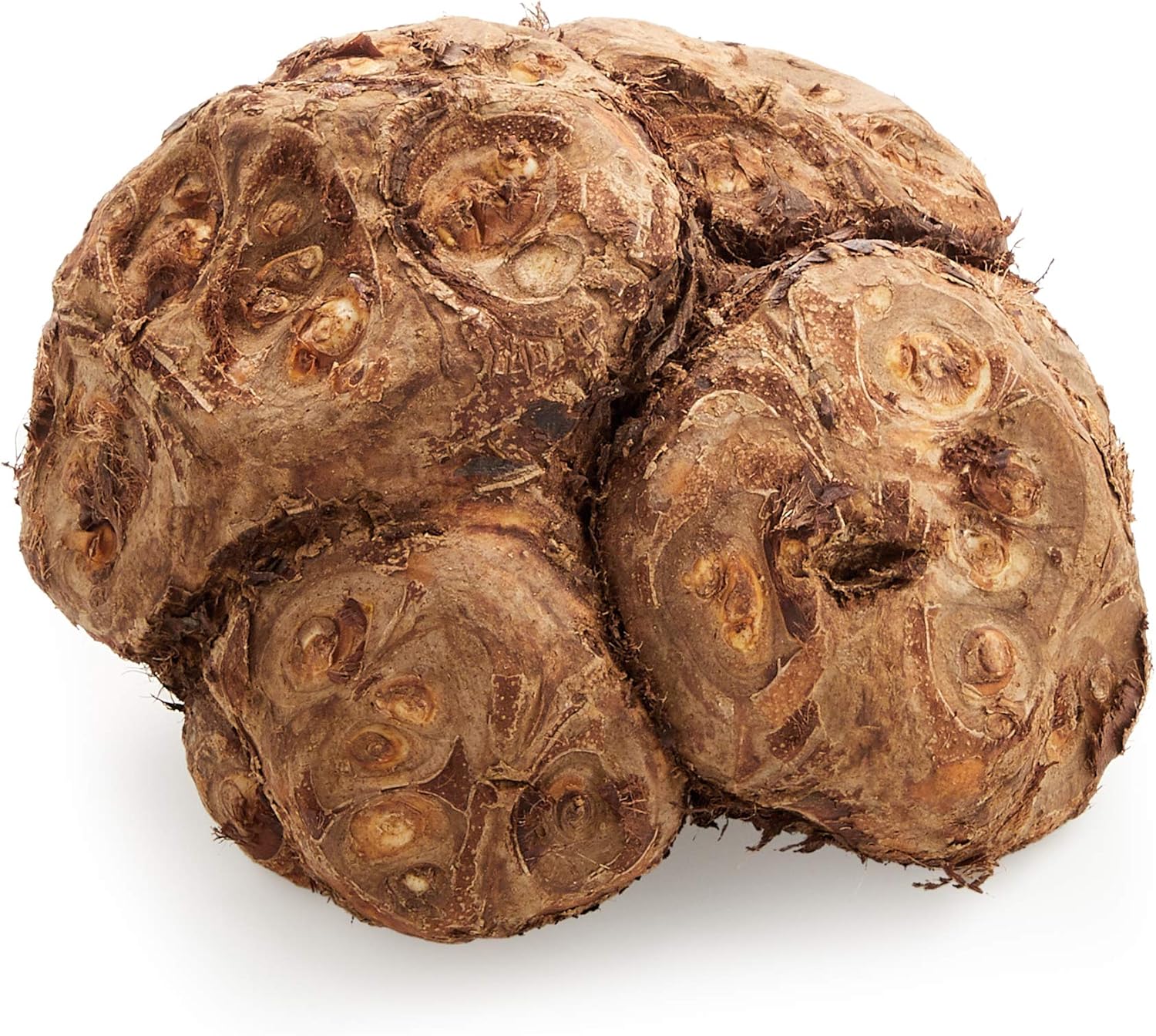 国内産 八頭 1パック400g Faz Co Zm 国内産 八頭 1パック400g Faz Co Zm