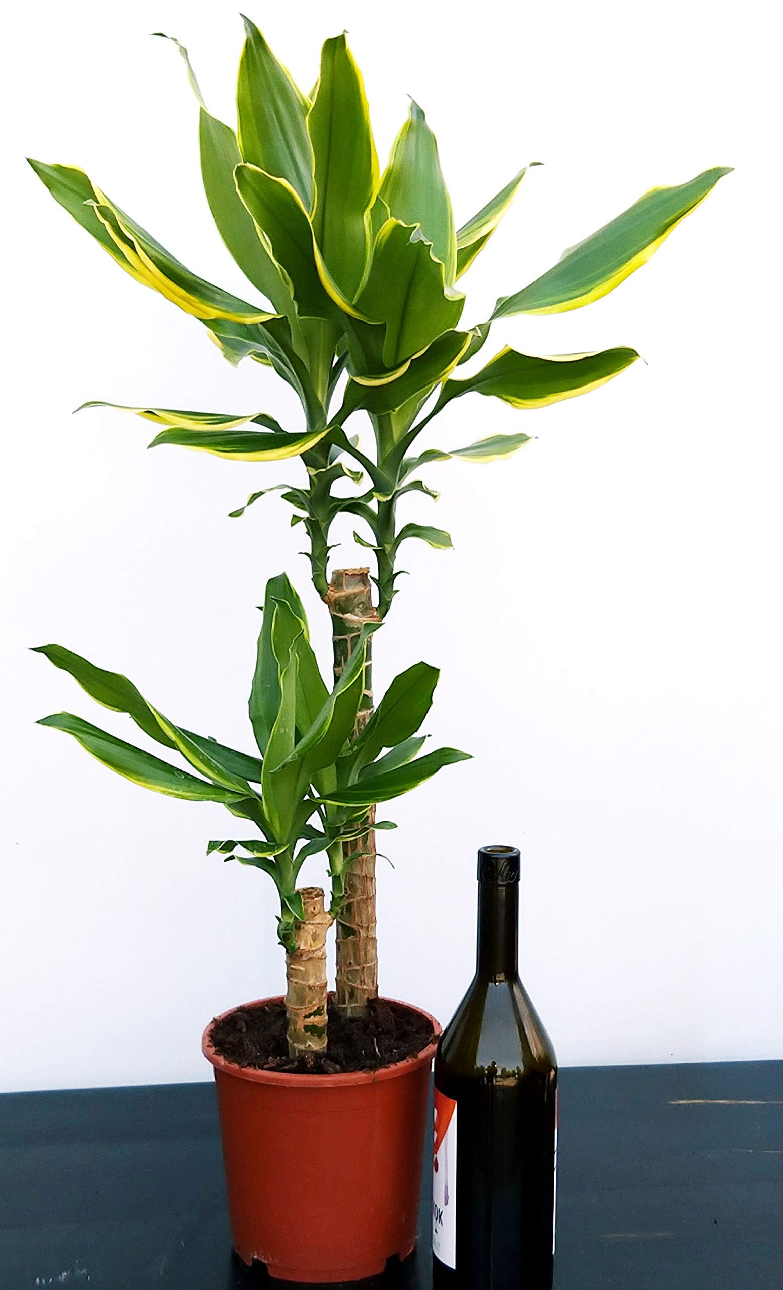 dracaena stamm weich Dracaena 'Ulises' main image 0