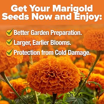 marigoldsさん専用２　1000 wet90159-flo-marigolds-