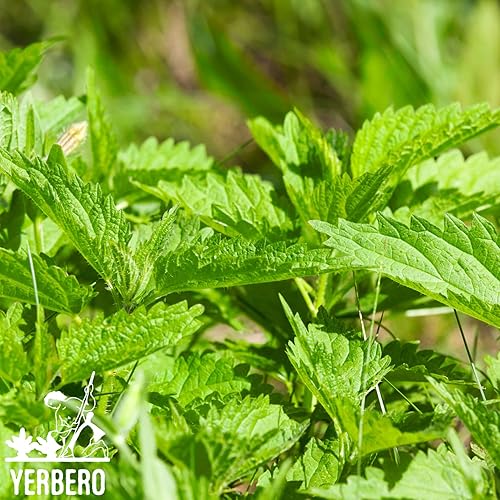 Miniatura 4 de Yerbero - Té de hoja de ortiga Urtica Dioica 30 bolsas de té 1gr 003oz - Peso neto 30gr 13oz  Té de hierbas bolsa resellable de pie  Hecho por