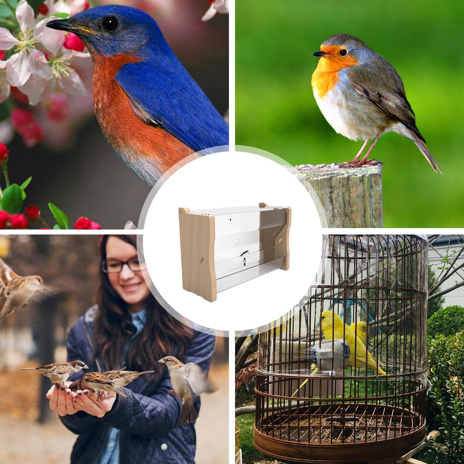 Distributeur d'eau automatique pour oiseaux | Distributeur d'eau pour oiseaux - Accessoires pour cailles, poules, perroquets, etc
