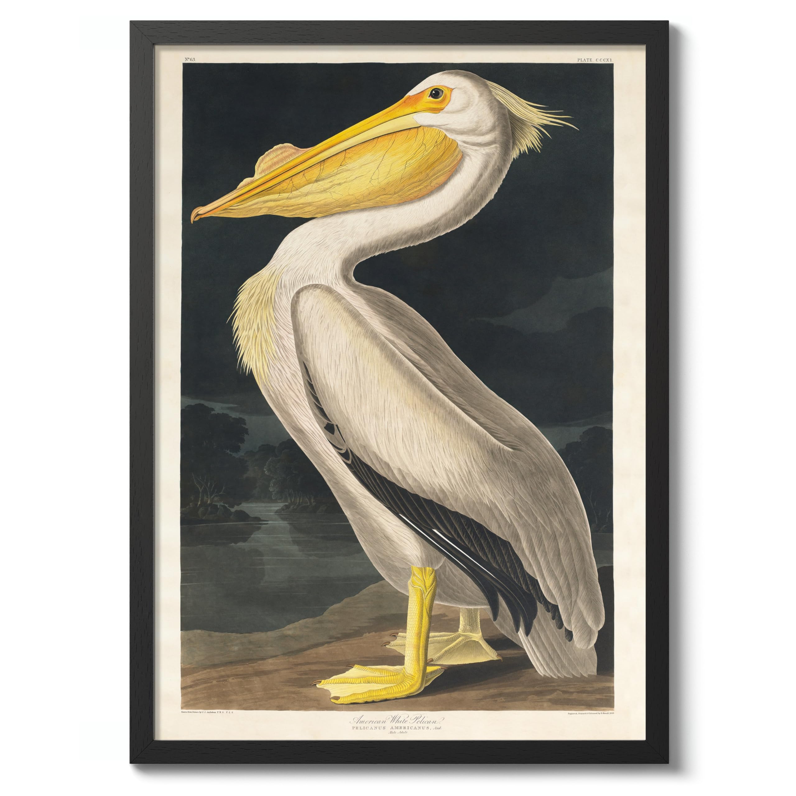 American White Pelican Poster John James Audubon Vintage Bird Illustration Antique Print Ornithology Art, Archival Matte, A2 (Black Frame) - 59.4x42cm