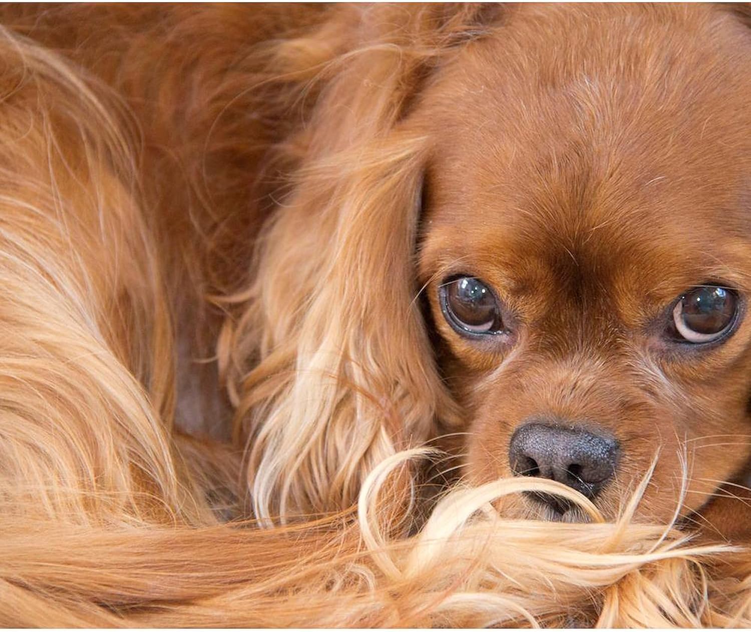 CafePress Sweet Friend Ruby Cavalier King Charles Spaniel Sh Sherpa Fleece Throw Blanket 60" L x 50" W
