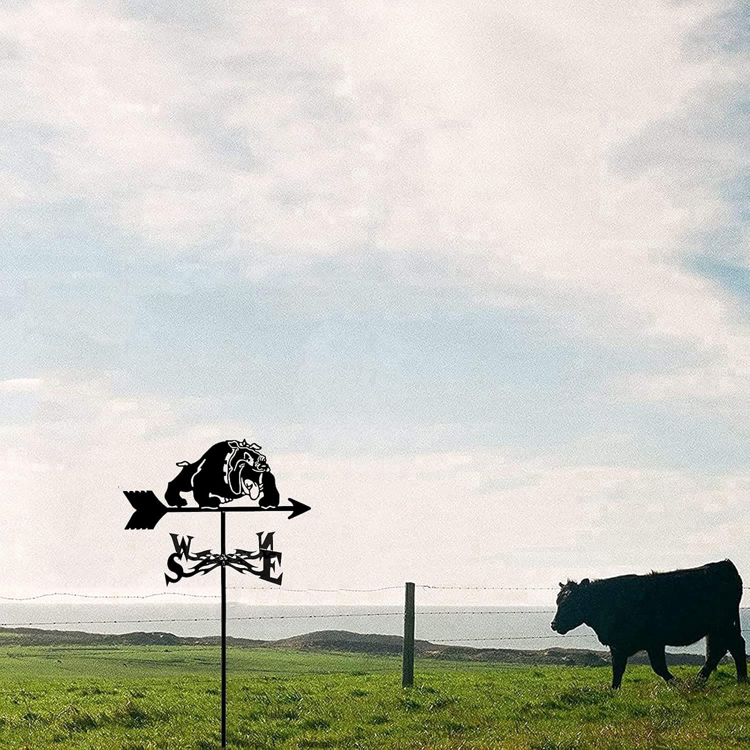 現地株 チレコドン レティキュラータス 万物想 渋谷英一作家鉢付き