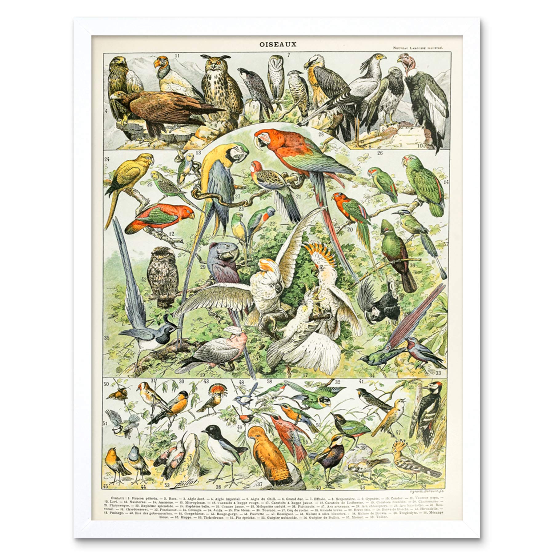 Artery8 Millot Encyclopedia Page Molluscs Shells Art Print Framed Poster Wall Decor 12x16 inch — view 94