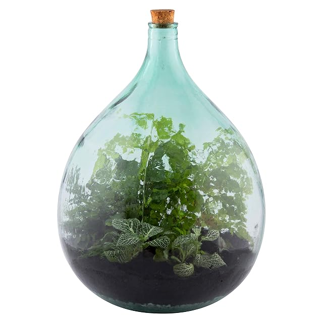 Foto 4 de 5 de PERAGASHOP - Embudo de 19 cm para Ecosistema Terrarium Planta maceta invernadero terrario