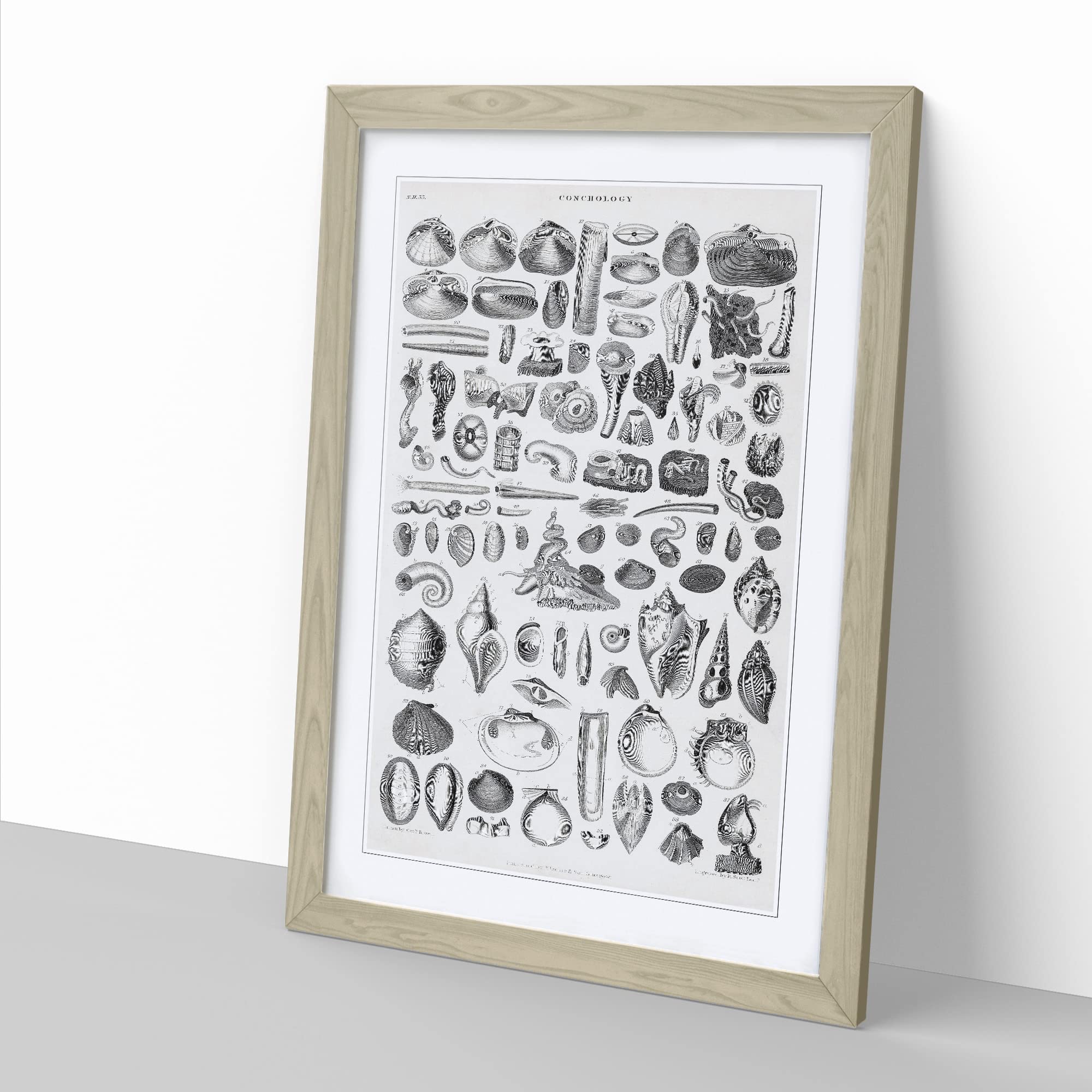 Study Of Mollusk Shells By Oliver Goldsmith Vintage Framed Wall Art Print - Image 3