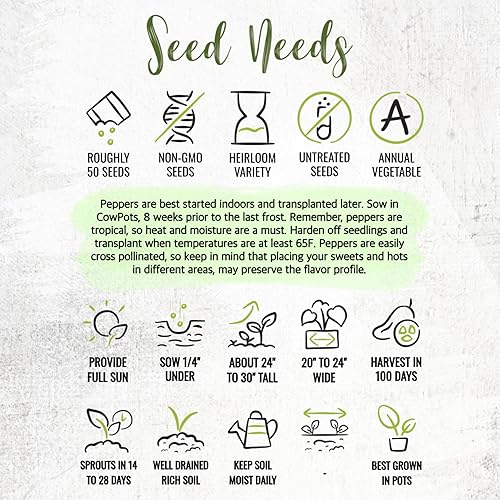 Miniatura 7 de Seed Needs Semillas de pimiento habanero para plantar habaneros de limón caliente, reliquia sin OMG y chiles chinense sin tratar para plantar un