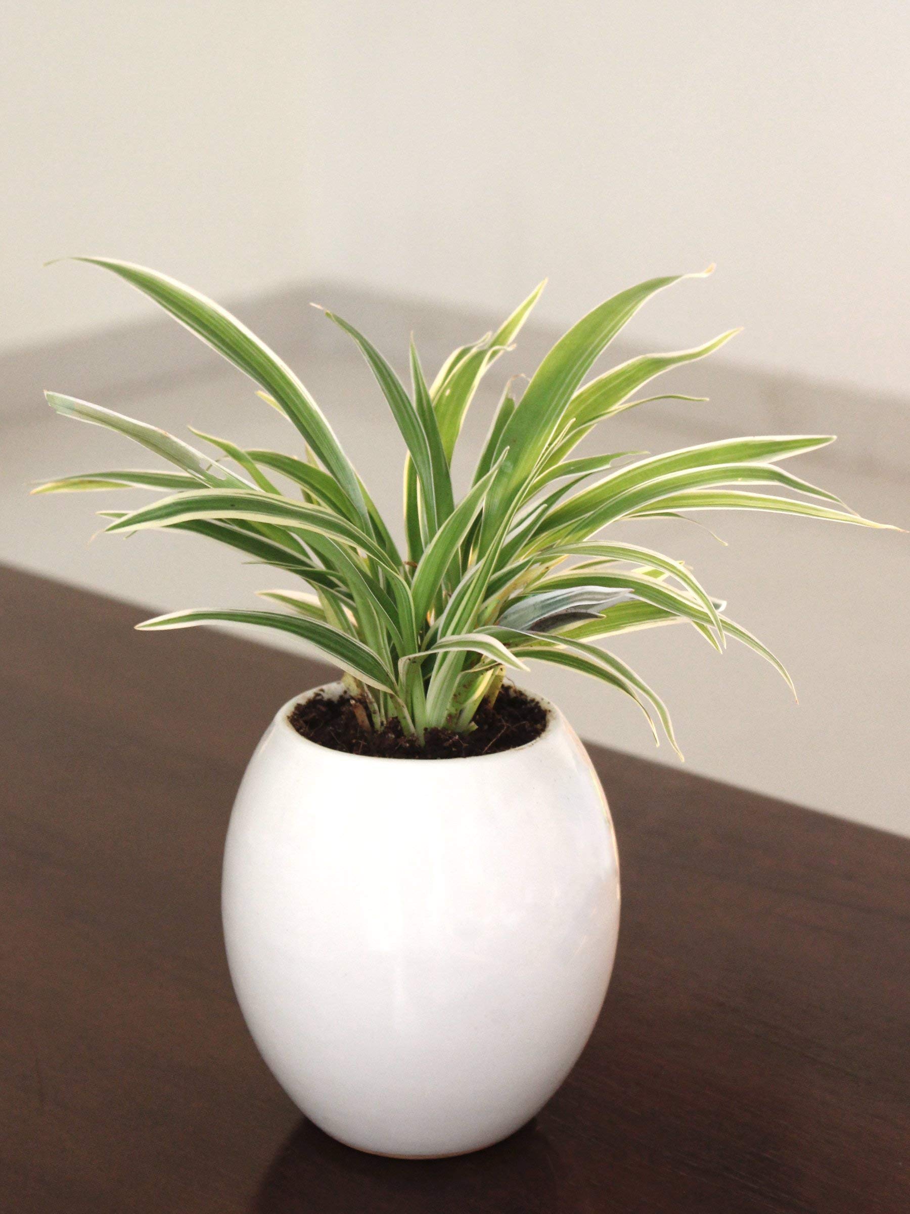 Rolling Nature Air Purifying Spider Plant in White Oval Ceramic Pot (B08L3R8Q9Q) Amazon Price History, Amazon Price Tracker