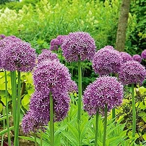 Mehrjährige Blumenzwiebel,Allium caeruleum,Riesen Zierlauch,Zierlauch