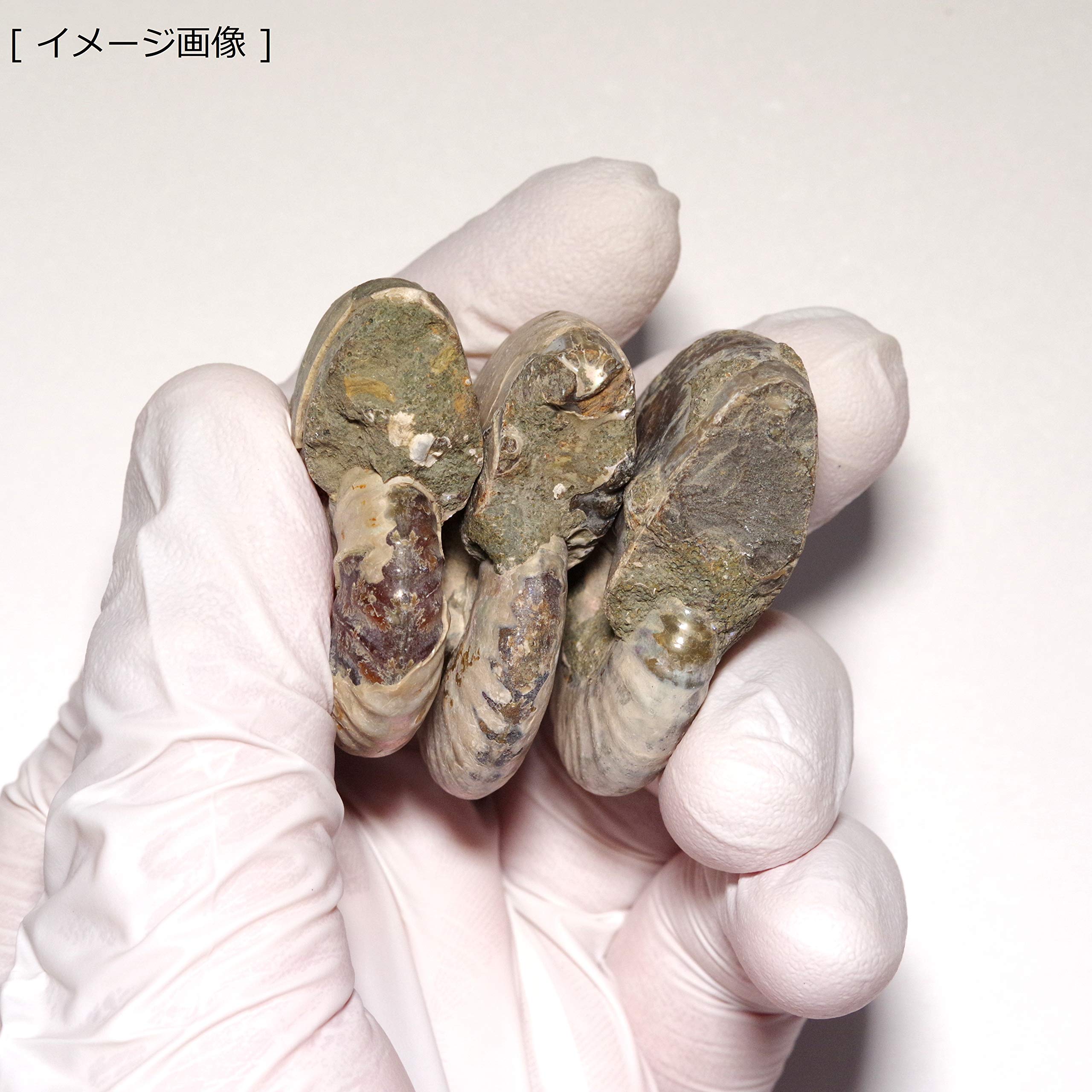 Amazon | [N2 stone Natural] 天然化石 遊色効果のある アンモナイト