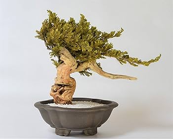 ドライ盆栽【値引き交渉可】 81mOJ6Ic-1L._AC_UF350,