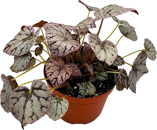 Miniatura 2 de BubbleBlooms Begonia Rex del dólar de plata en una Begonia Rey Pot de 6 pulgadas