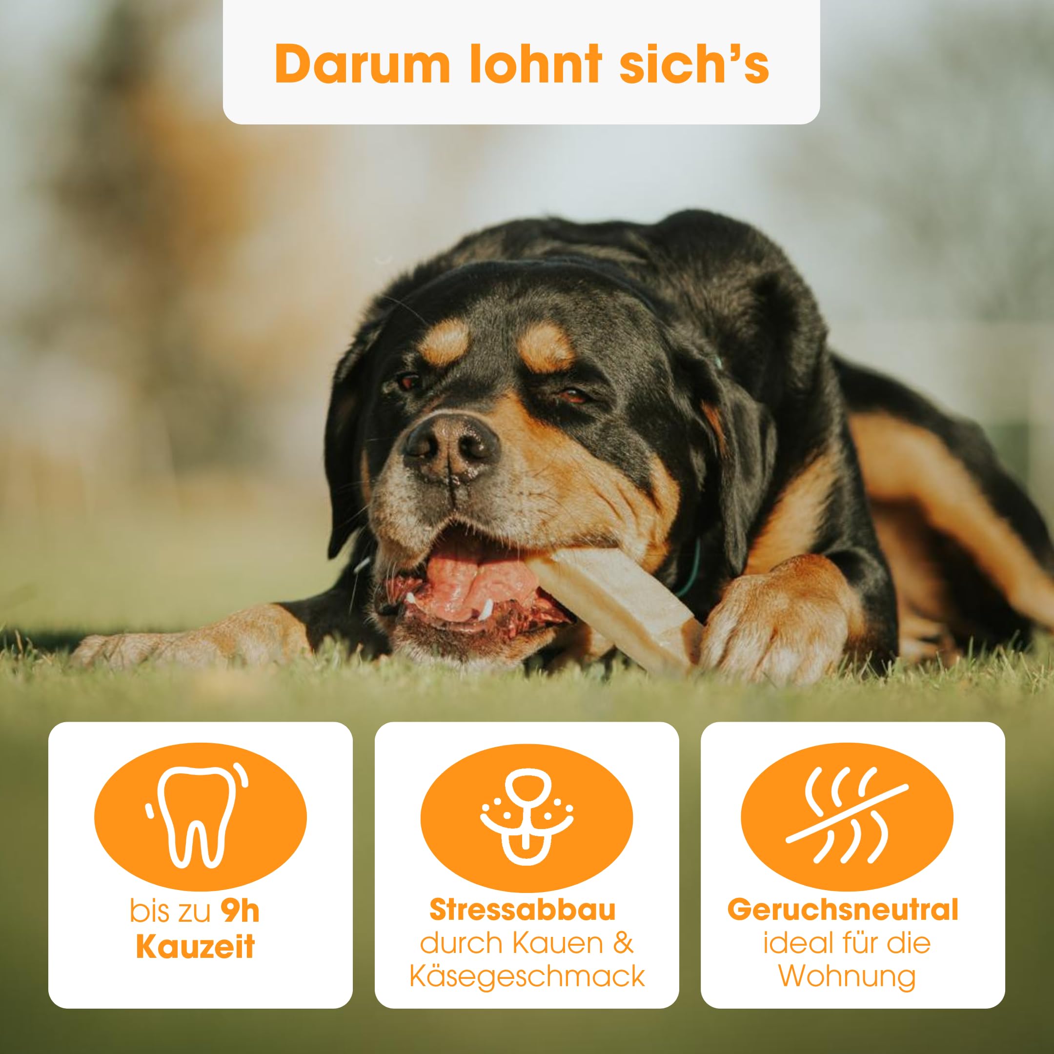 Knabber Kaustange Käse – 5 x L Kauknochen Hund bis 22,7 kg aus 100% getrocknetem Hartkäse, Zahnreinigende Kaustange Hund für Stressabbau & Beschäftigung – ohne künstliche Zusatzstoffe
