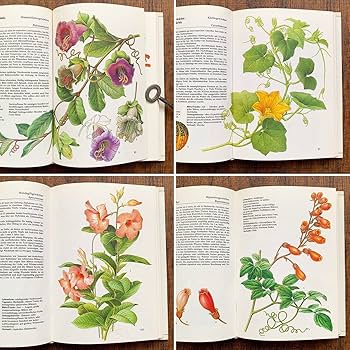 42⑦ドイツ人気希少植物画　植物図鑑　洋書　古書　ボタニカルアート 42⑦ドイツ人気希少植物画 植物図鑑 洋書 古書 ボタニカルアート