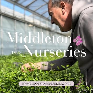 Acer Palmatum ‘Atropurpureum’ | Purple Japanese Maple | Outdoor Garden Hardy Shrub | Ready to Plant Out | All Year Round | Middleton Nurseries | (P9(9cm))
