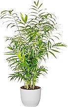 Bonplants Chamaedorea Elegans, Elegante Palma Vera da Interni, Vaso 21 cm, h 90 cm (Vaso Bianco)