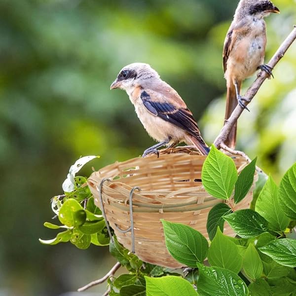 Nido per uccelli, piccolo nido in bambù intrecciato a mano, per canarini, piccoli uccelli, gabbia con gancio, per uccelli da appendere, accessorio per colomba piccione pappagallo pappagallo - 1