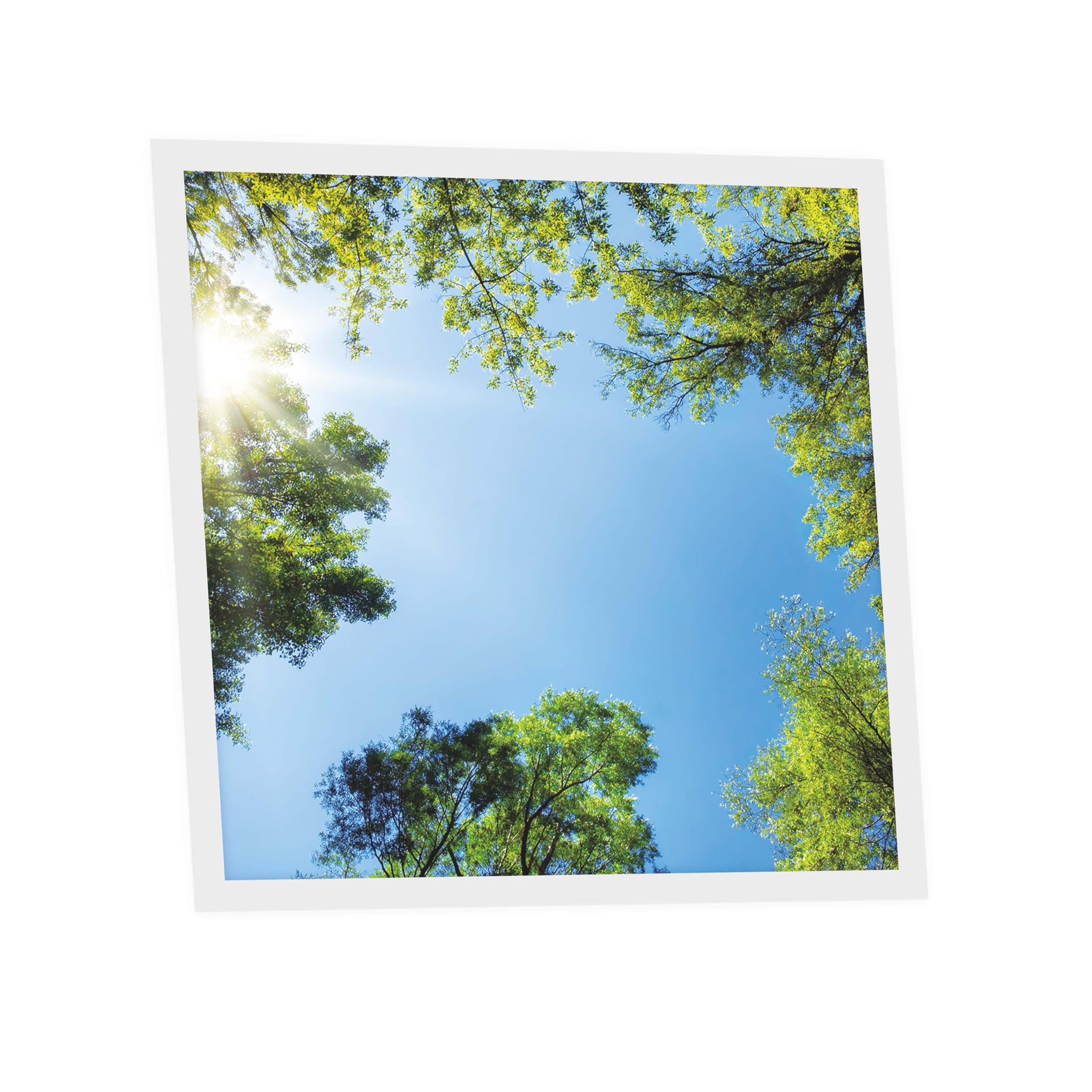 Générique Dalle LED Imprimée 60x60 cm - Motif Mystère Forestier - Lumière Blanc Neutre 4000K - Panneau Lumineux pour Plafond Bureau Salon Cuisine - Facile à Installer