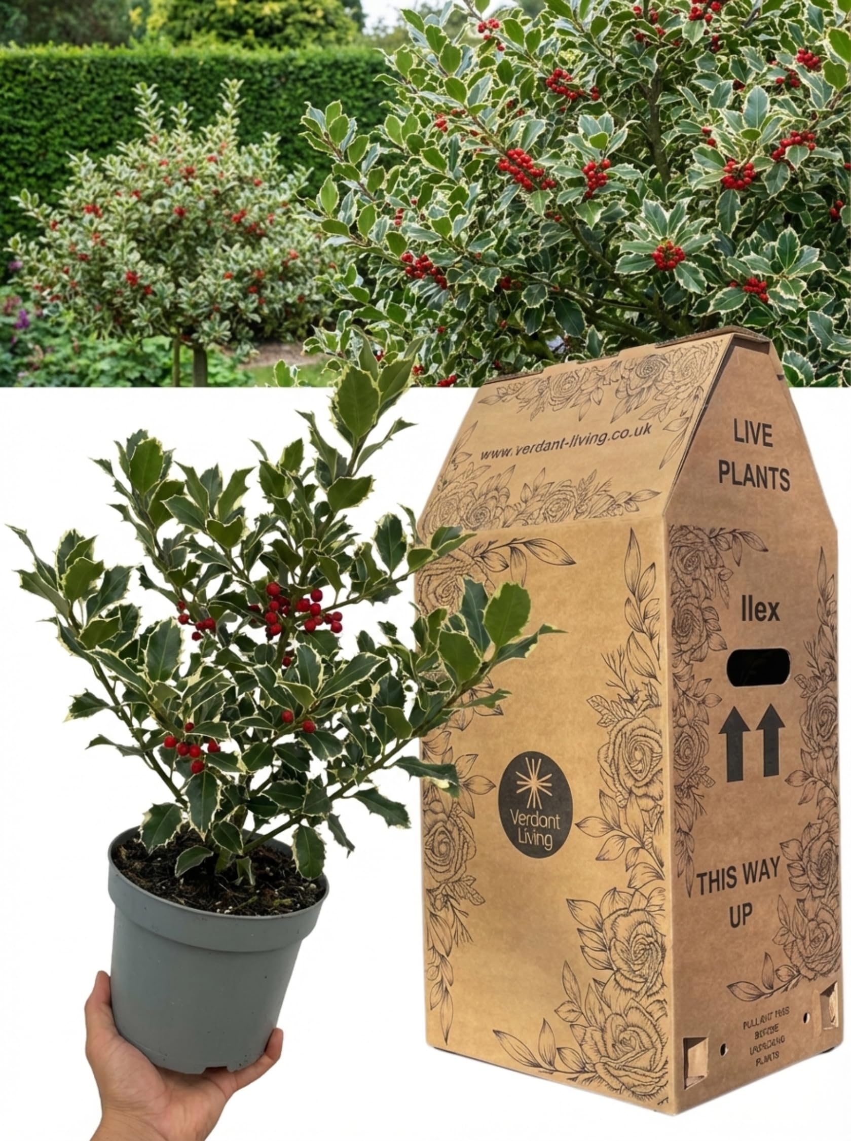 1x Ilex Argentea Marginata Holly Plant in 3Ltr Pot – Silver Variegated Evergreen Shrub for Gardens, Hedging, Borders & Patio – Hardy Perennial Holly Bush, Bird Friendly, Low Maintenance, UK Grown