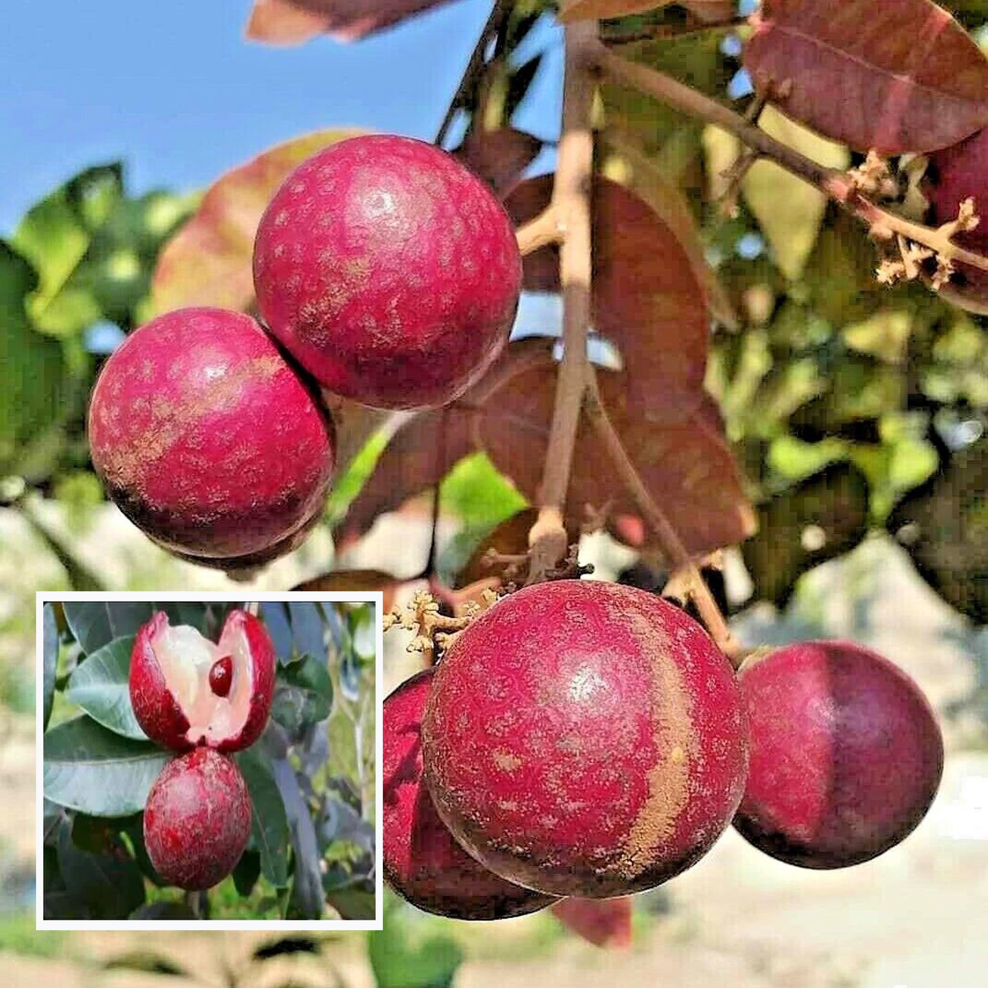 TAPOBON Ruby Red Plus Dragon Eye Longan Grafted Fruit Live Plant (1-2 Feet Height) (B0CLXCMH6R) Amazon Price History, Amazon Price Tracker