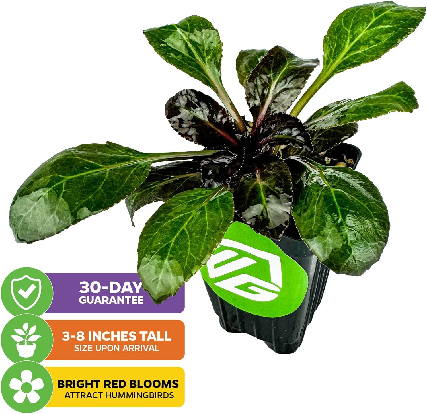 Cardinal Flower Live Plant - Lobelia cardinalis by Wellspring Gardens - Versatile Starter Plant - Hummingbird Flower - Red Lobelia - Red Cardinal - Ideal for Your Garden (2-Pack)